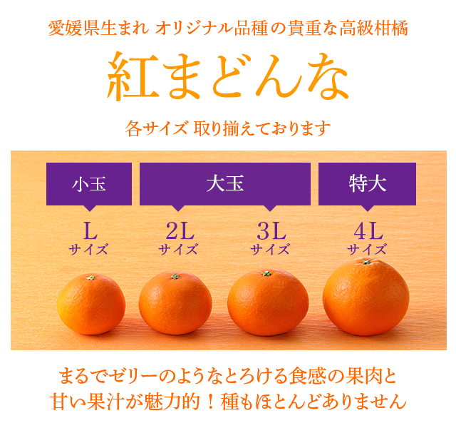 愛媛県生まれ オリジナル品種の貴重な高級柑橘「紅まどんな」まるでゼリーのようなとろける食感の果肉と甘い果汁が魅力的！種もほとんどありません